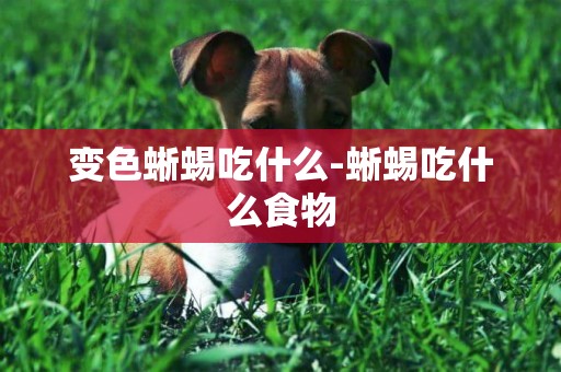 變色蜥蜴吃什么-蜥蜴吃什么食物