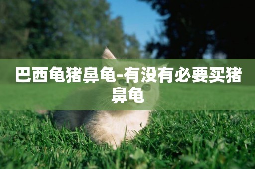 巴西龜豬鼻龜-有沒有必要買豬鼻龜