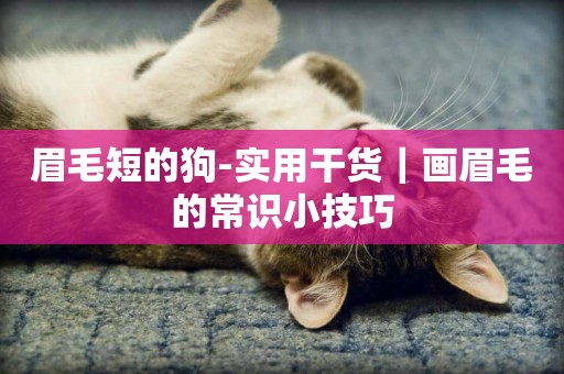 眉毛短的狗-實用干貨｜畫眉毛的常識小技巧