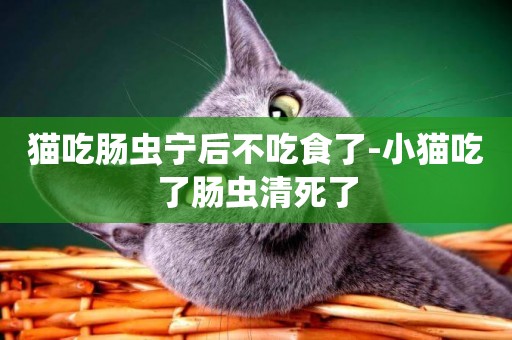 貓吃腸蟲寧后不吃食了-小貓吃了腸蟲清死了