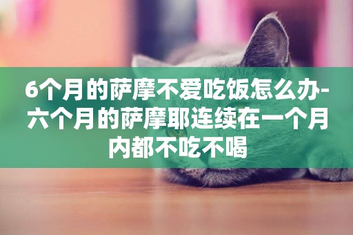 6個月的薩摩不愛吃飯怎么辦-六個月的薩摩耶連續在一個月內都不吃不喝