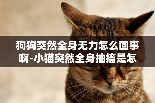 狗狗突然全身無力怎么回事啊-小貓突然全身抽搐是怎么回事
