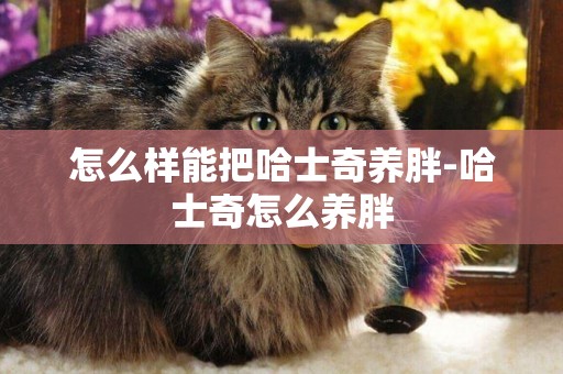 怎么樣能把哈士奇養胖-哈士奇怎么養胖