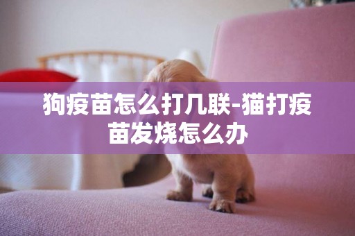 狗疫苗怎么打幾聯-貓打疫苗發燒怎么辦