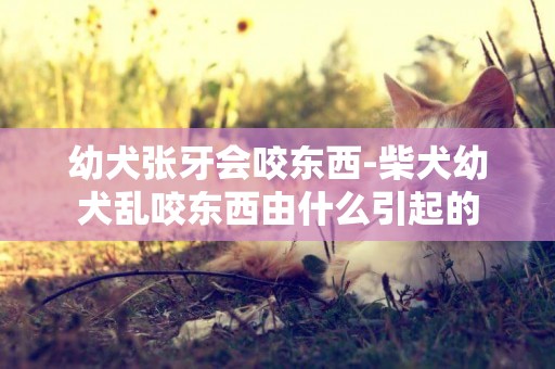 幼犬張牙會咬東西-柴犬幼犬亂咬東西由什么引起的