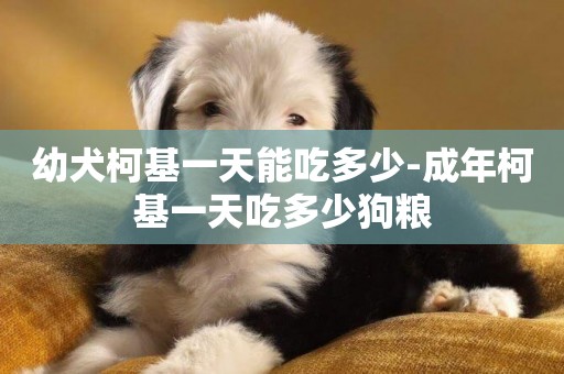 幼犬柯基一天能吃多少-成年柯基一天吃多少狗糧