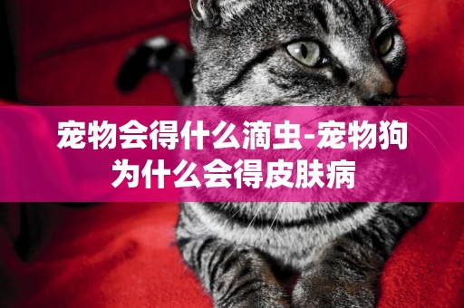 寵物會得什么滴蟲-寵物狗為什么會得皮膚病