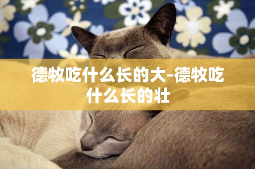德牧吃什么長的大-德牧吃什么長的壯