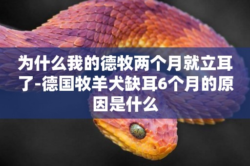 為什么我的德牧兩個月就立耳了-德國牧羊犬缺耳6個月的原因是什么