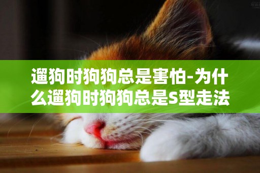 遛狗時狗狗總是害怕-為什么遛狗時狗狗總是S型走法