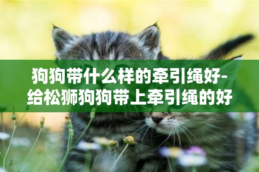 狗狗帶什么樣的牽引繩好-給松獅狗狗帶上牽引繩的好處