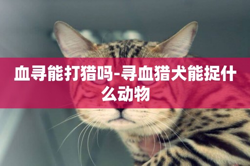 血尋能打獵嗎-尋血獵犬能捉什么動物