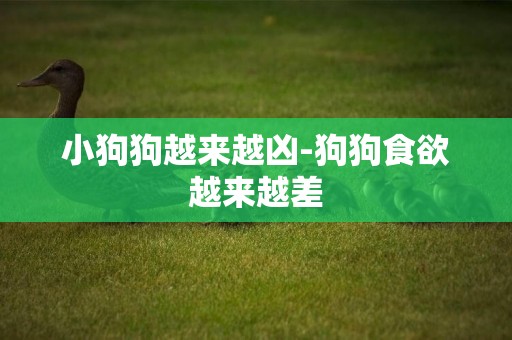 小狗狗越來越兇-狗狗食欲越來越差