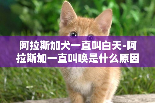 阿拉斯加犬一直叫白天-阿拉斯加一直叫喚是什么原因