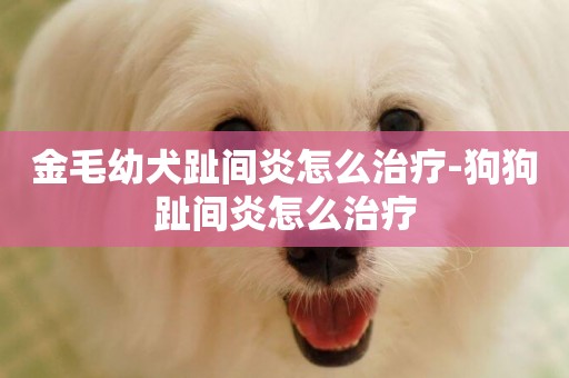 金毛幼犬趾間炎怎么治療-狗狗趾間炎怎么治療
