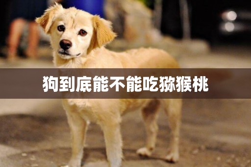 狗到底能不能吃獼猴桃