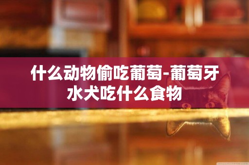 什么動物偷吃葡萄-葡萄牙水犬吃什么食物