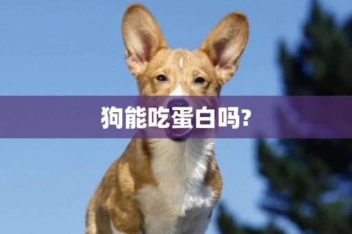 狗能吃蛋白嗎?