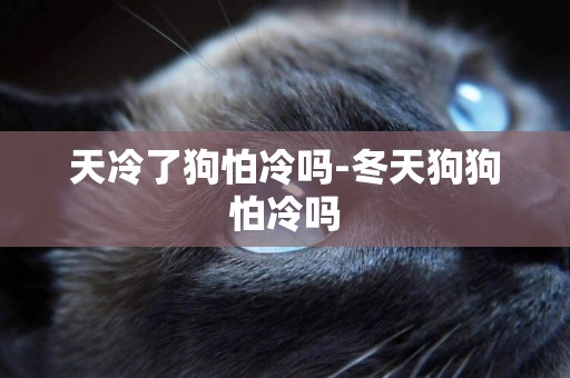 天冷了狗怕冷嗎-冬天狗狗怕冷嗎