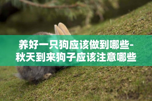 養好一只狗應該做到哪些-秋天到來狗子應該注意哪些