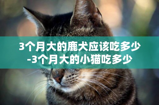 3個月大的鹿犬應該吃多少-3個月大的小貓吃多少