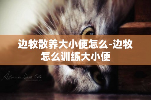 邊牧散養大小便怎么-邊牧怎么訓練大小便
