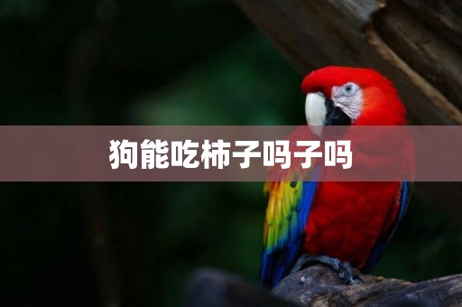狗能吃柿子嗎子嗎