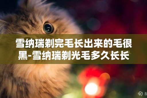 雪納瑞剃完毛長出來的毛很黑-雪納瑞剃光毛多久長長