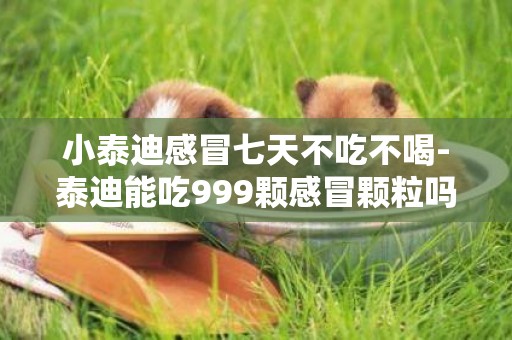 小泰迪感冒七天不吃不喝-泰迪能吃999顆感冒顆粒嗎