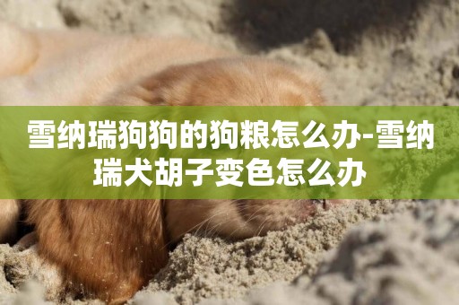 雪納瑞狗狗的狗糧怎么辦-雪納瑞犬胡子變色怎么辦