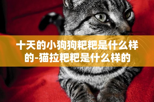 十天的小狗狗粑粑是什么樣的-貓拉粑粑是什么樣的