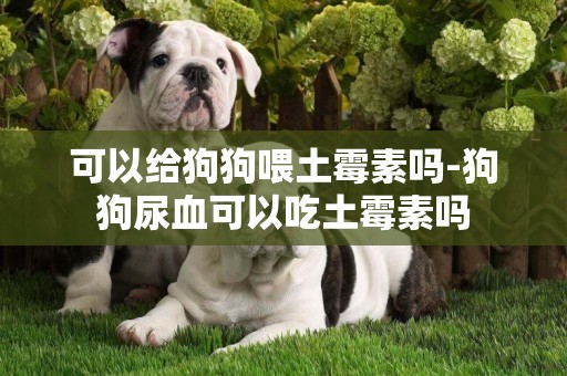 可以給狗狗喂土霉素嗎-狗狗尿血可以吃土霉素嗎