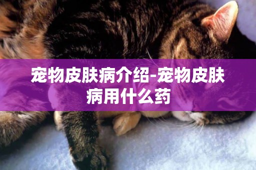 寵物皮膚病介紹-寵物皮膚病用什么藥