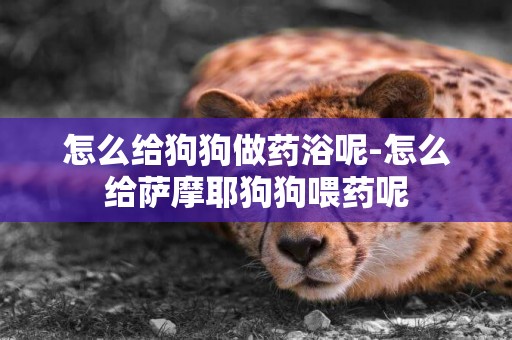 怎么給狗狗做藥浴呢-怎么給薩摩耶狗狗喂藥呢