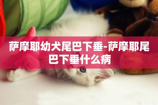 薩摩耶幼犬尾巴下垂-薩摩耶尾巴下垂什么病
