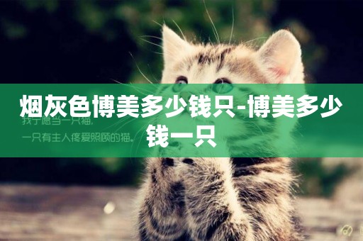 煙灰色博美多少錢只-博美多少錢一只