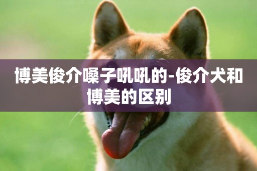 博美俊介嗓子吼吼的-俊介犬和博美的區別