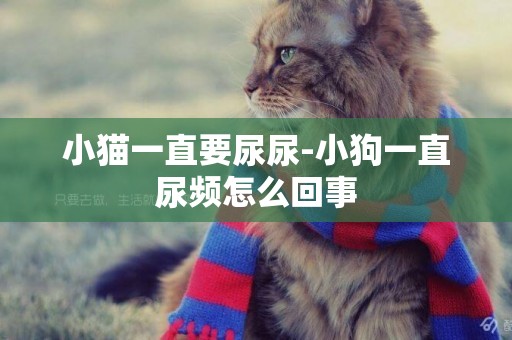 小貓一直要尿尿-小狗一直尿頻怎么回事