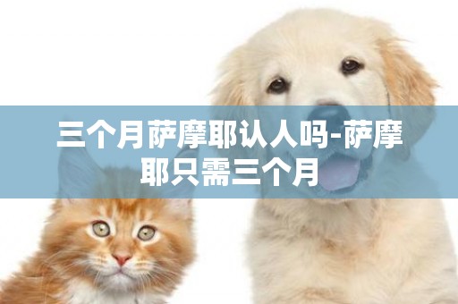 三個月薩摩耶認人嗎-薩摩耶只需三個月