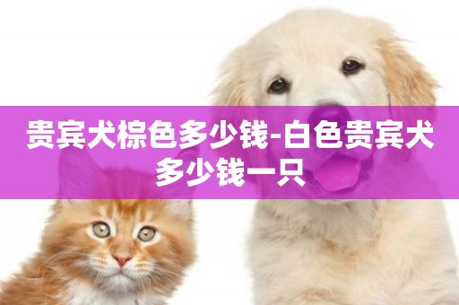 貴賓犬棕色多少錢-白色貴賓犬多少錢一只