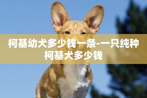 柯基幼犬多少錢一條-一只純種柯基犬多少錢