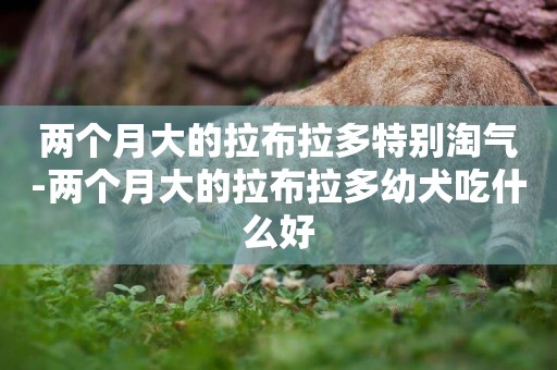 兩個月大的拉布拉多特別淘氣-兩個月大的拉布拉多幼犬吃什么好