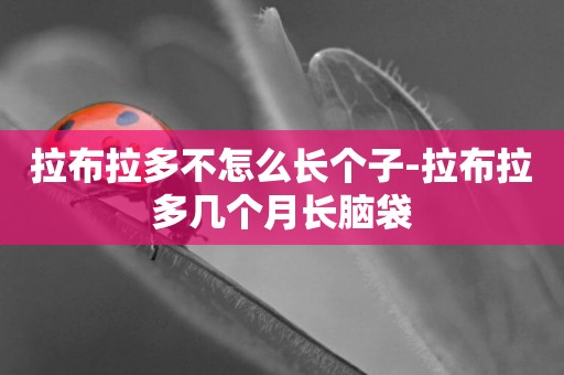 拉布拉多不怎么長個子-拉布拉多幾個月長腦袋