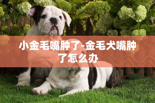 小金毛嘴腫了-金毛犬嘴腫了怎么辦