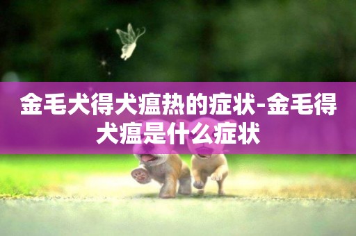 金毛犬得犬瘟熱的癥狀-金毛得犬瘟是什么癥狀