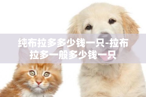 純布拉多多少錢一只-拉布拉多一般多少錢一只