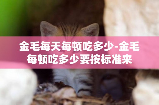 金毛每天每頓吃多少-金毛每頓吃多少要按標準來