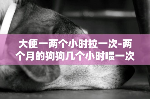 大便一兩個小時拉一次-兩個月的狗狗幾個小時喂一次