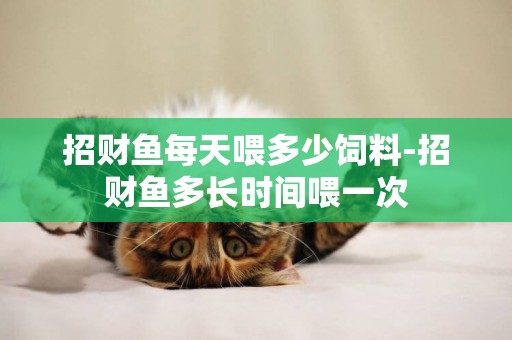 招財魚每天喂多少飼料-招財魚多長時間喂一次