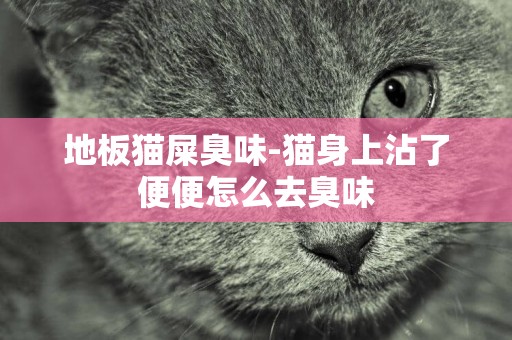 地板貓屎臭味-貓身上沾了便便怎么去臭味